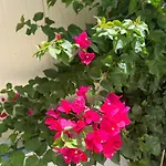 Kalosyni Lefkada Holiday home *