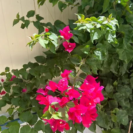 Kalosyni Lefkada Prázdninový dům *