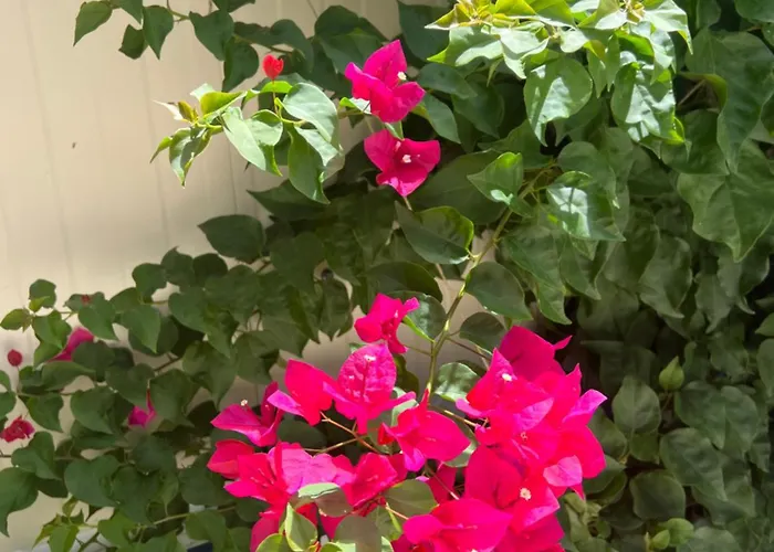 Kalosyni Lefkada Holiday home *